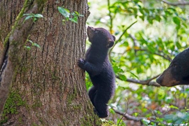 baby bear climbing a tree