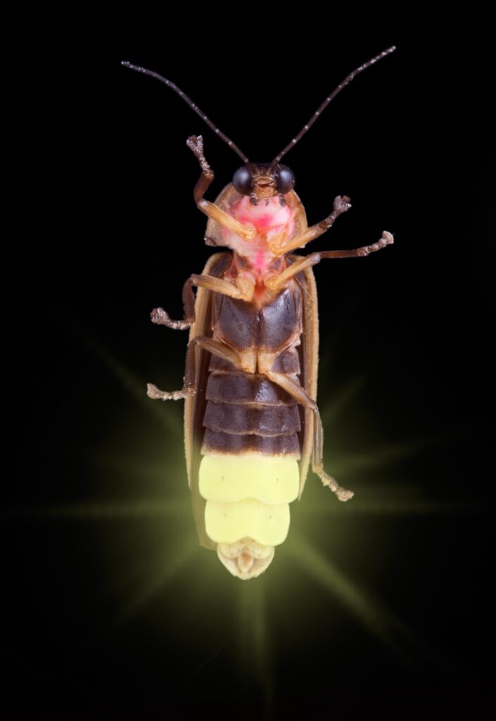 close up of bottom of fireflies